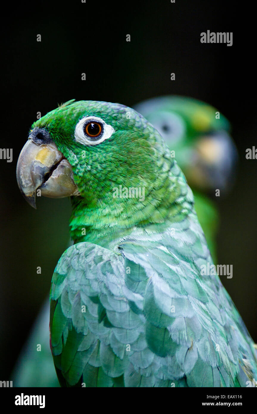 A pair of Chapman's Mealy Amazon Parrots with their hooked beaks and green plumage. Stock Photo