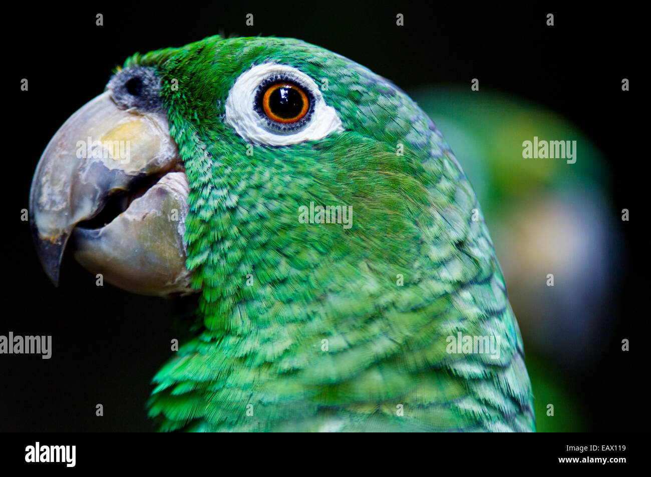 A Chapman's Mealy Amazon Parrot with it's hooked beak, white eye-ring and green plumage. Stock Photo