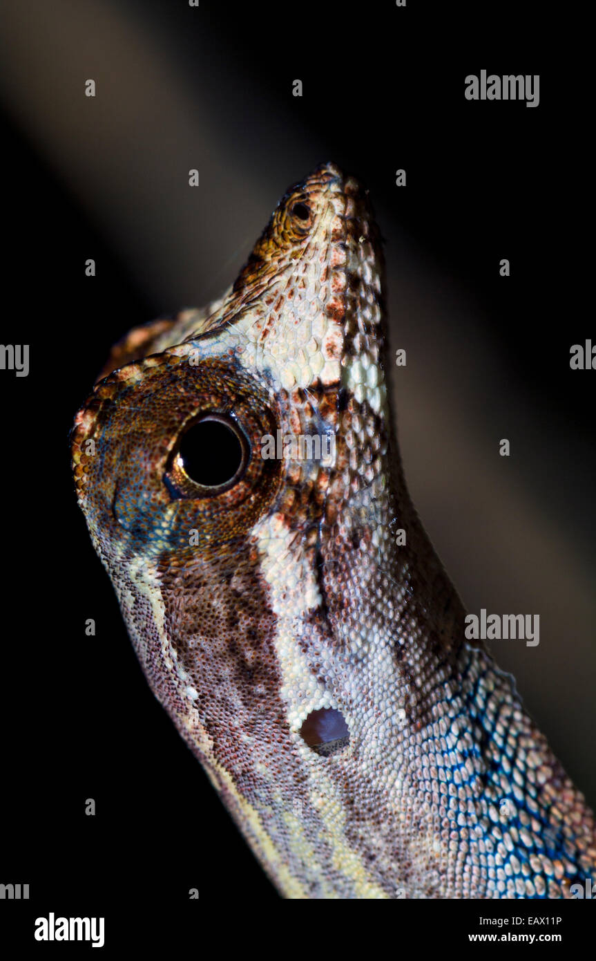 The short pointed snout and raised eye-ridge of a Yellow-Tongued Forest Anole climbing a rainforest tree. Stock Photo