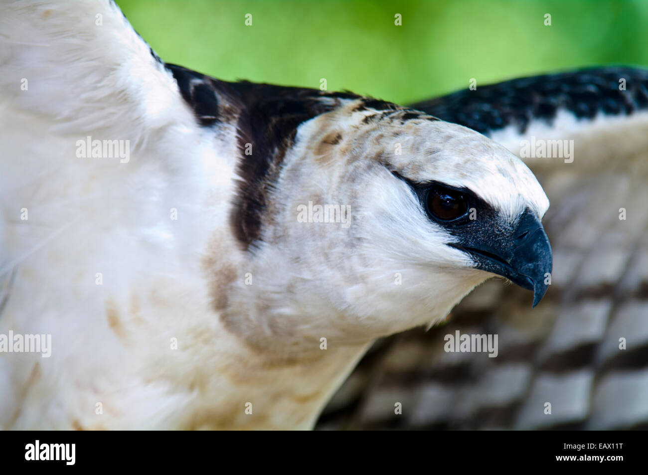 A Crested Eagle prepares to take-off by stretching it's huge wings. Stock Photo