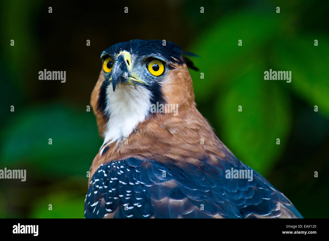 The intense yellow eyes of an Ornate Hawk-Eagle staring into the surrounding rainforest. Stock Photo