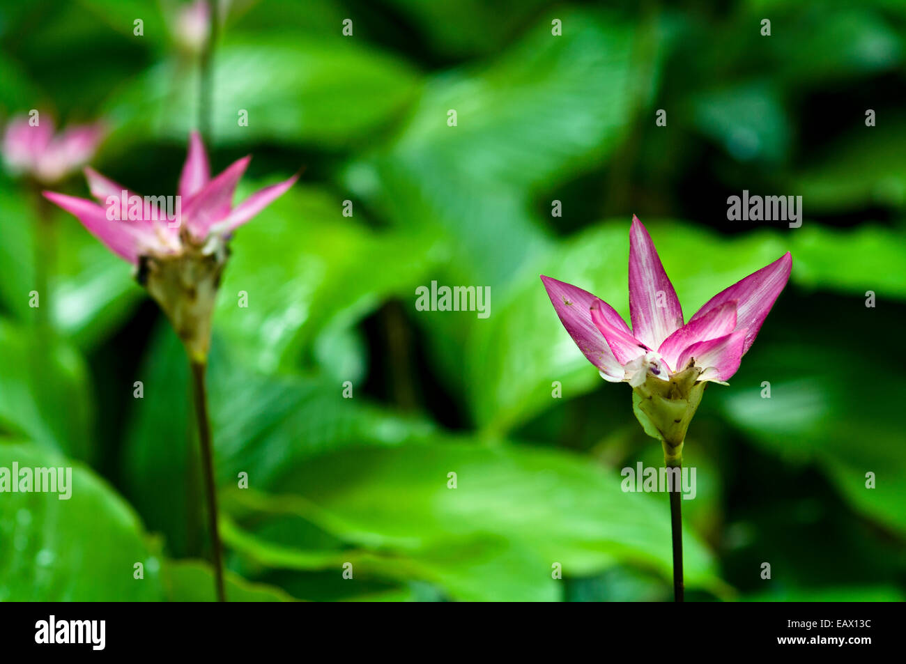 Dazzling pink flowers emerge from the rainforest floor to add colour to
