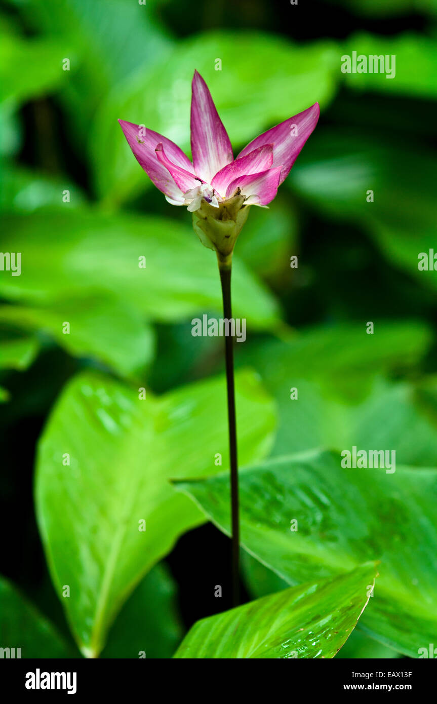 Dazzling pink flowers emerge from the rainforest floor to add colour to
