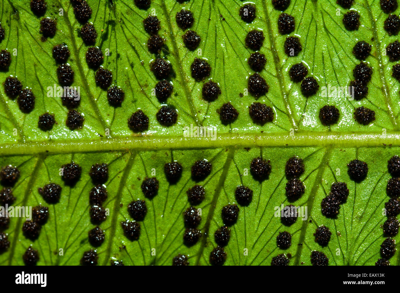 Rows of spores line the underside of a veined fern frond in the rainforest. Stock Photo