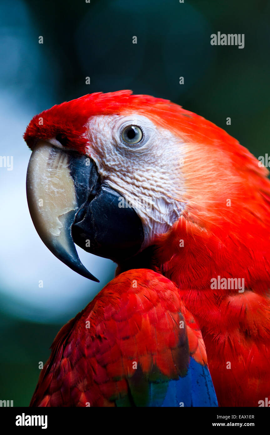 The sharp and hooked beak of a Scarlet Macaw is a powerful tool for feeding on hard seeds and nuts. Stock Photo