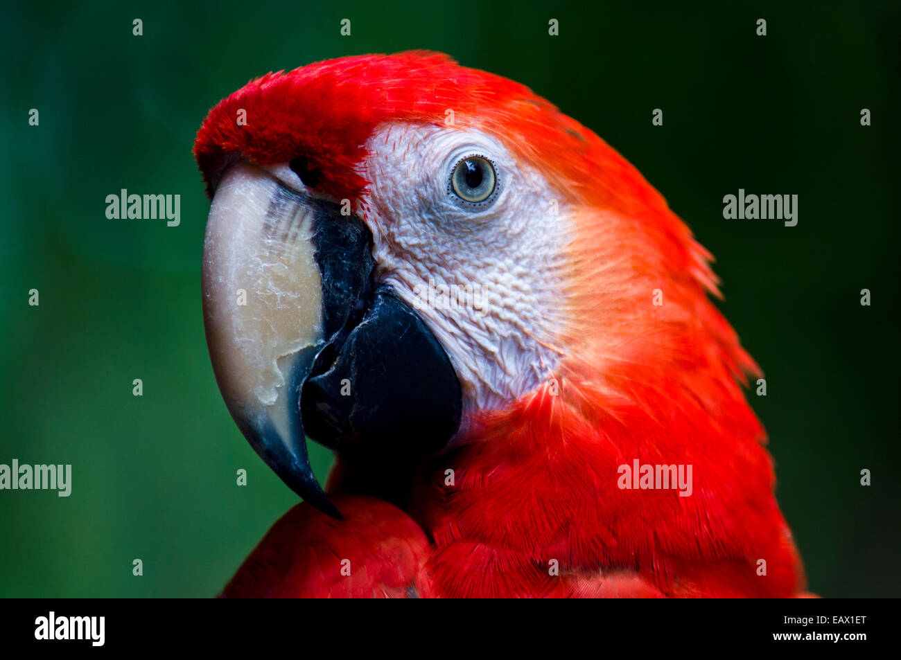 The sharp and hooked beak of a Scarlet Macaw is a powerful tool for feeding on hard seeds and nuts. Stock Photo