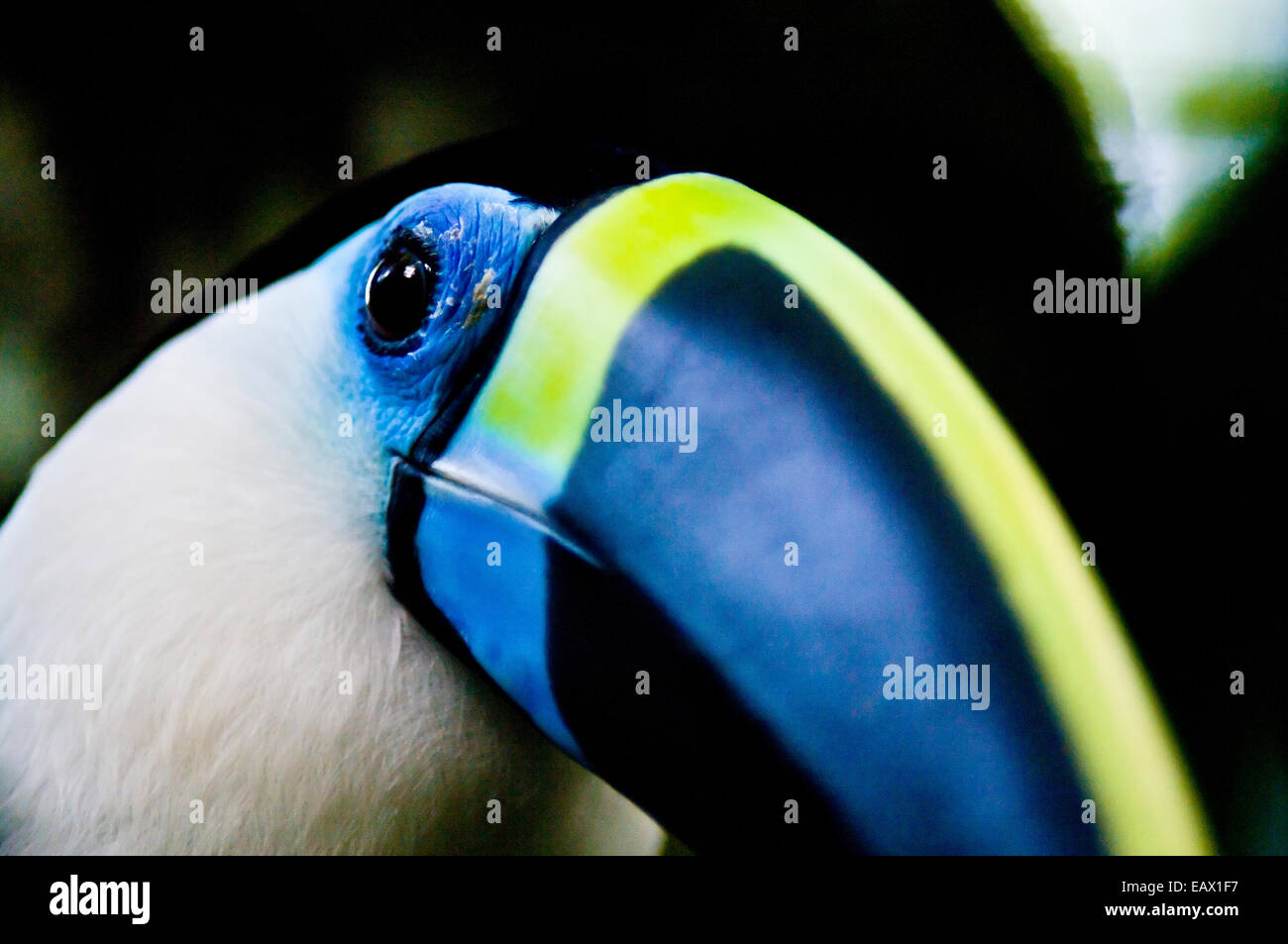 Hooked skin hi-res stock photography and images - Alamy