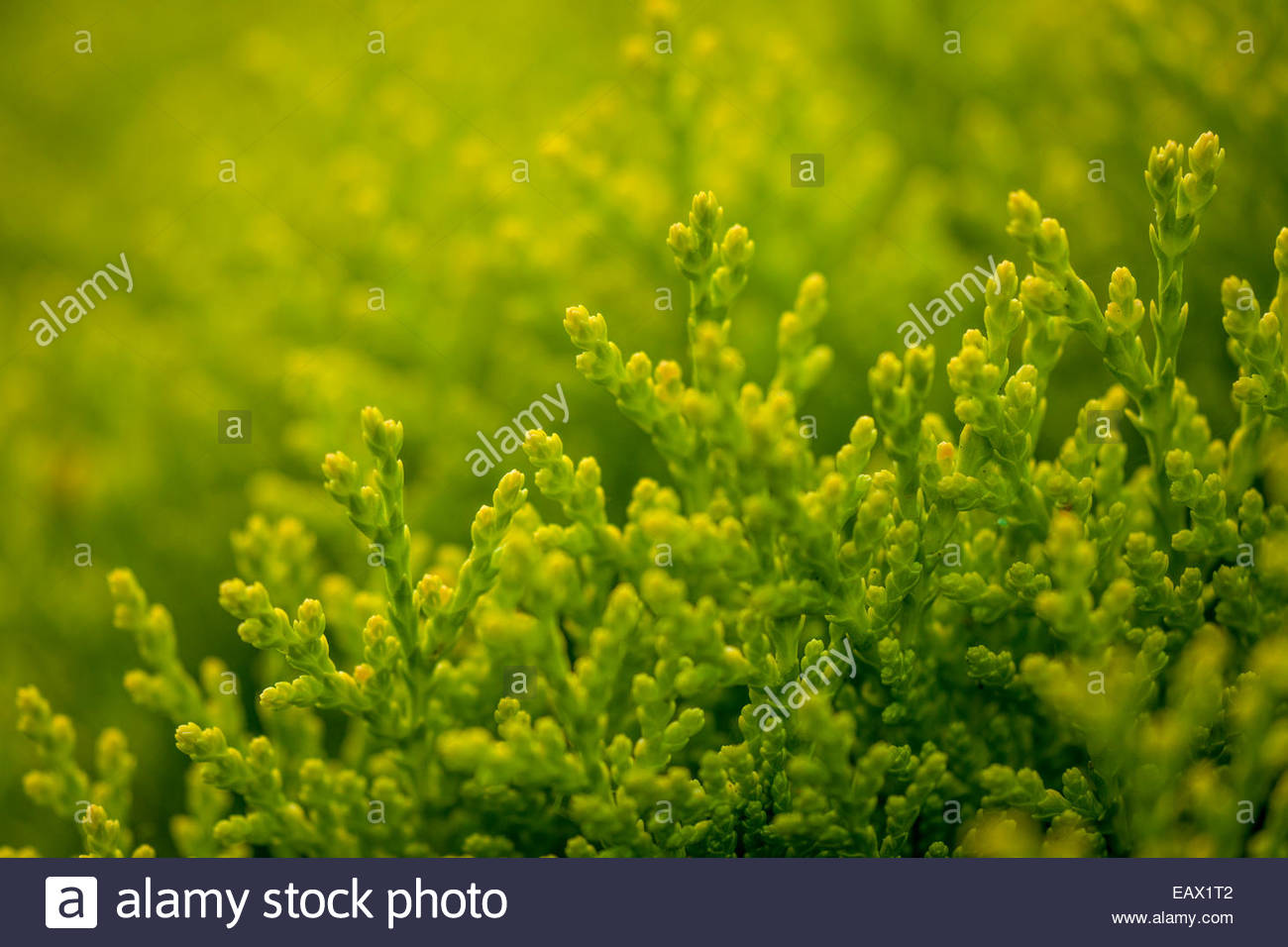 Bald Cypress Baldcypress Mdc Discover Nature