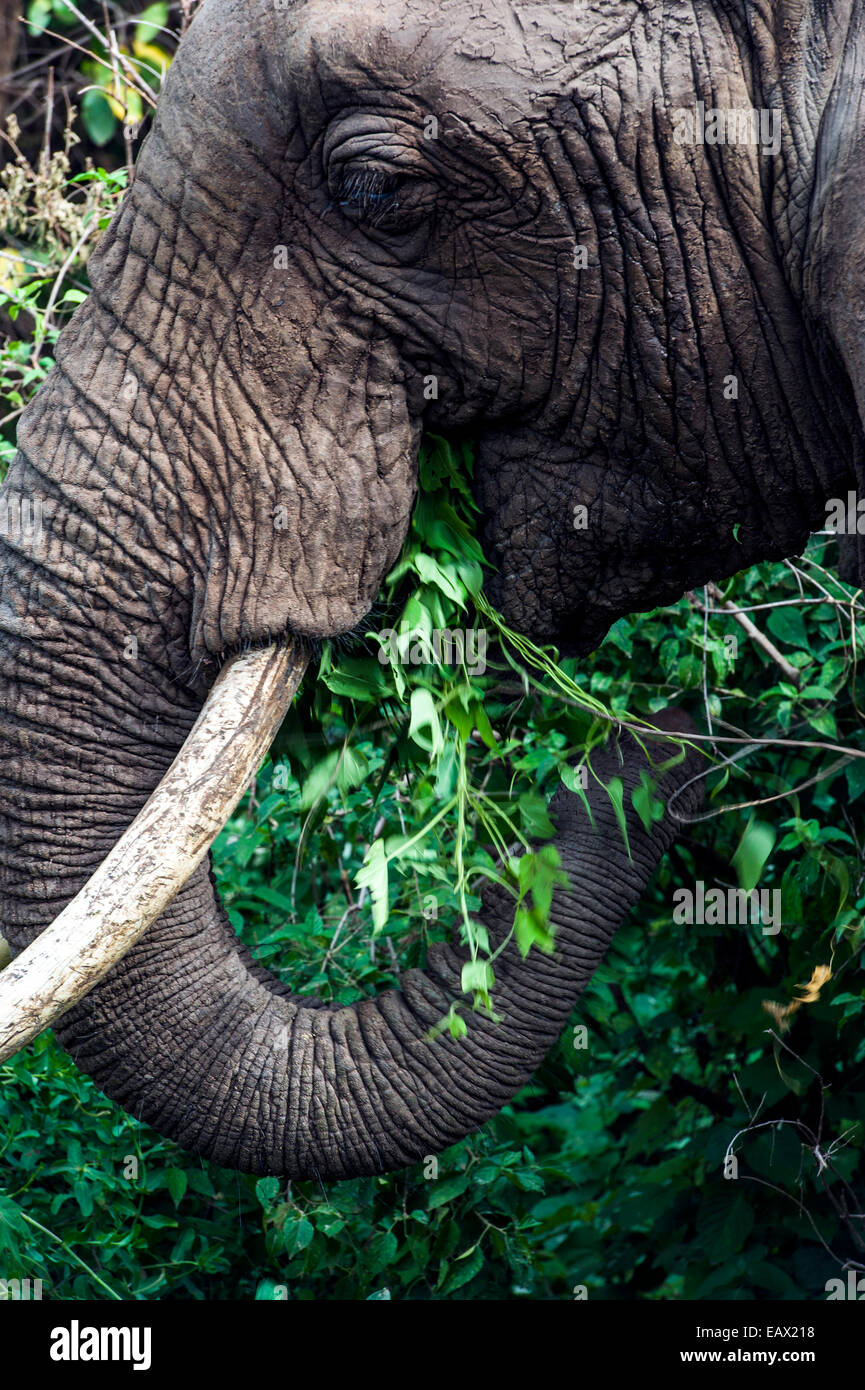 An African Elephant feeding on foliage in an evergreen forest clearing. Stock Photo