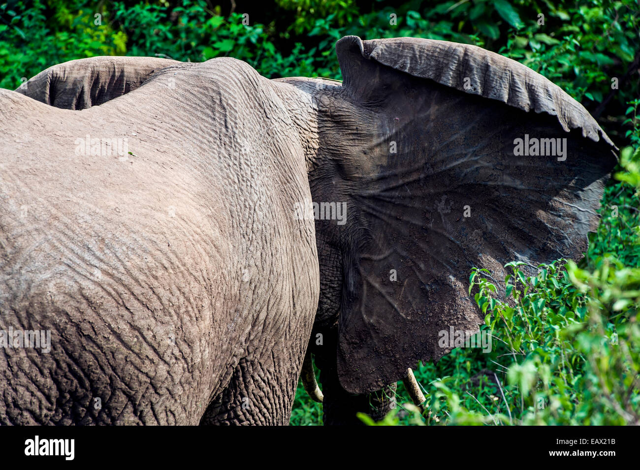 An African Elephant uses its large ears to help thermoregulate its body