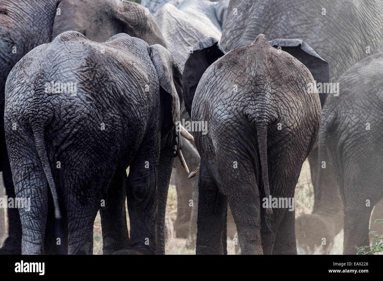 The wrinkled, leathery hide on the dusty rumps and tails of an African Elephant herd. Stock Photo