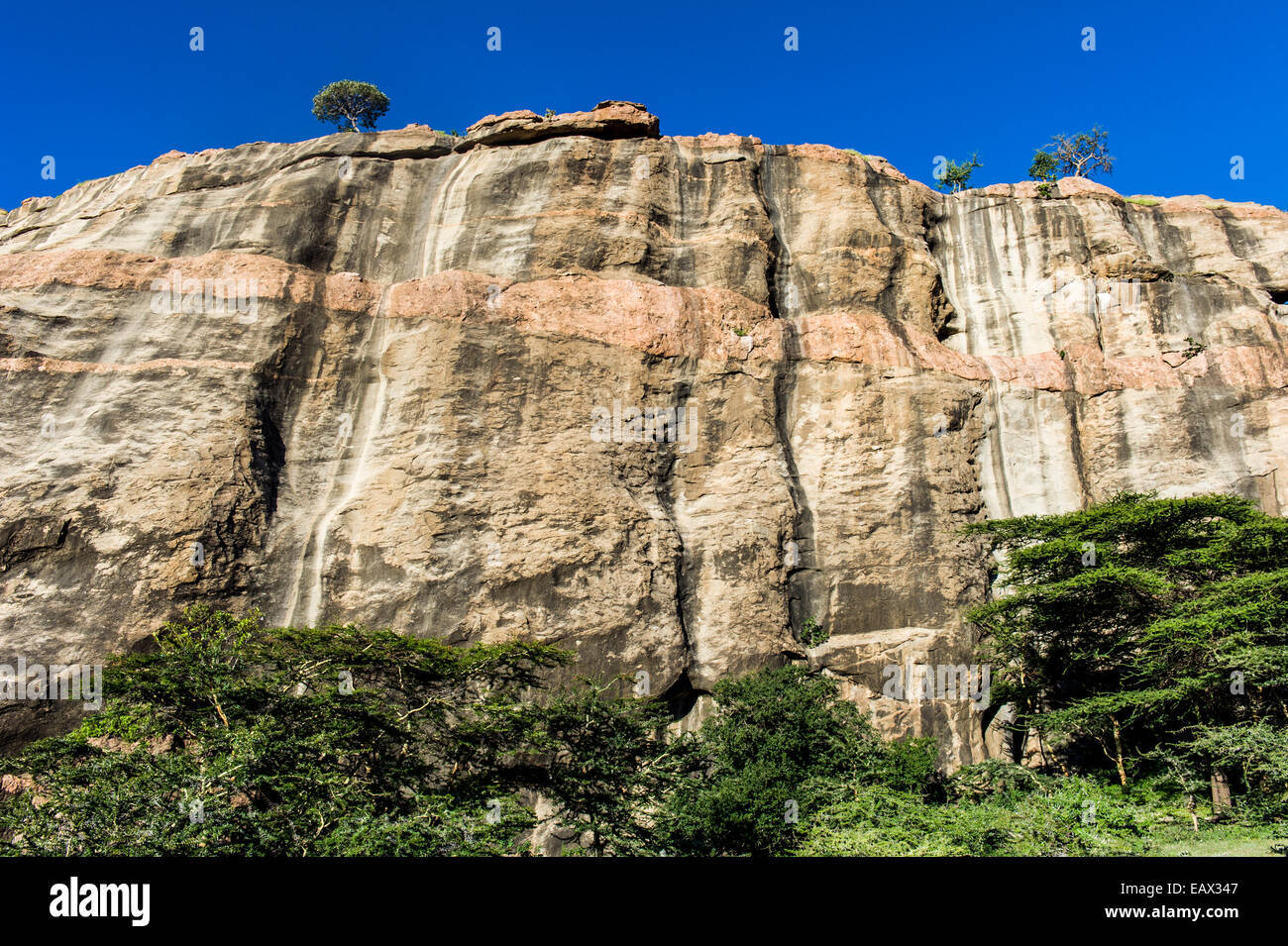 An Acacia woodland canopy at the base of a sheer cliff of a rocky outcrop. Stock Photo