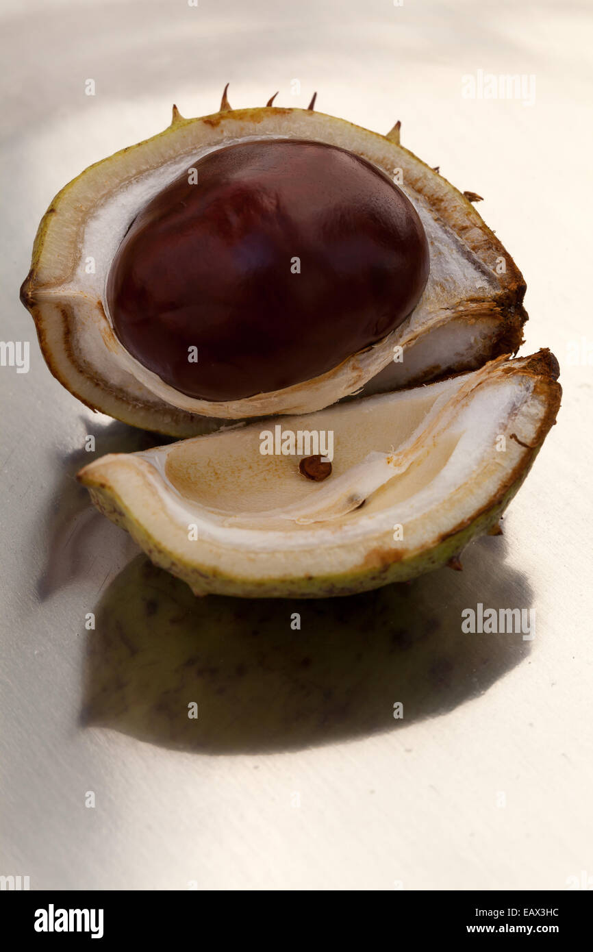 Fresh chestnut and shell Stock Photo - Alamy