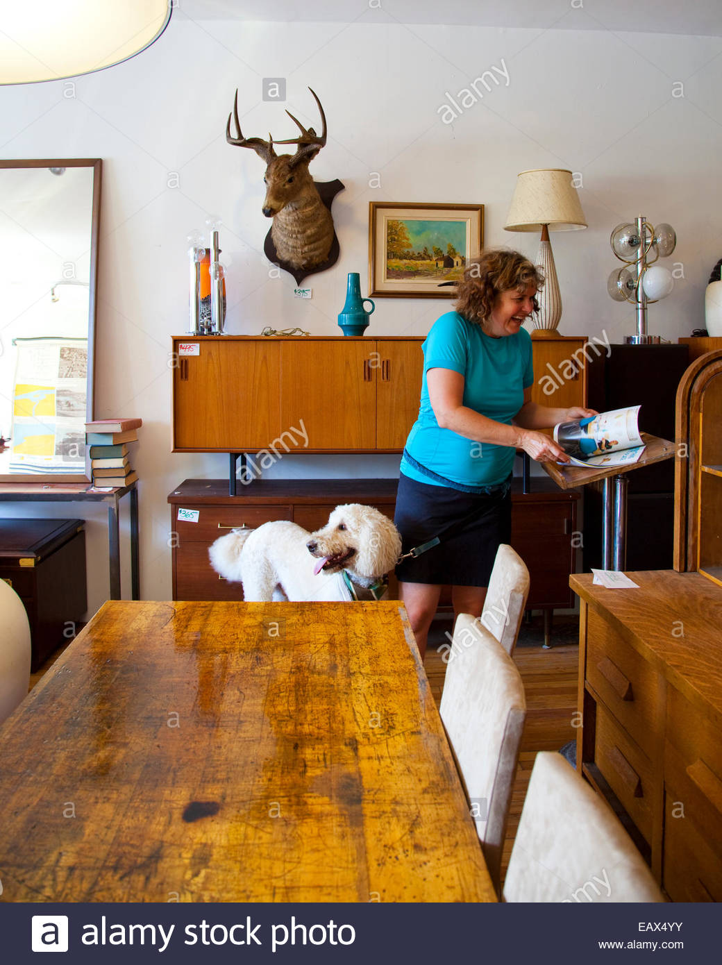 pet furniture store