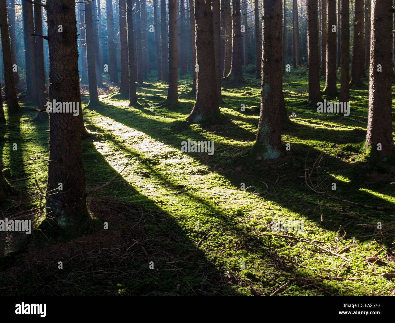 Forest in Bavaria, Germany Stock Photo - Alamy