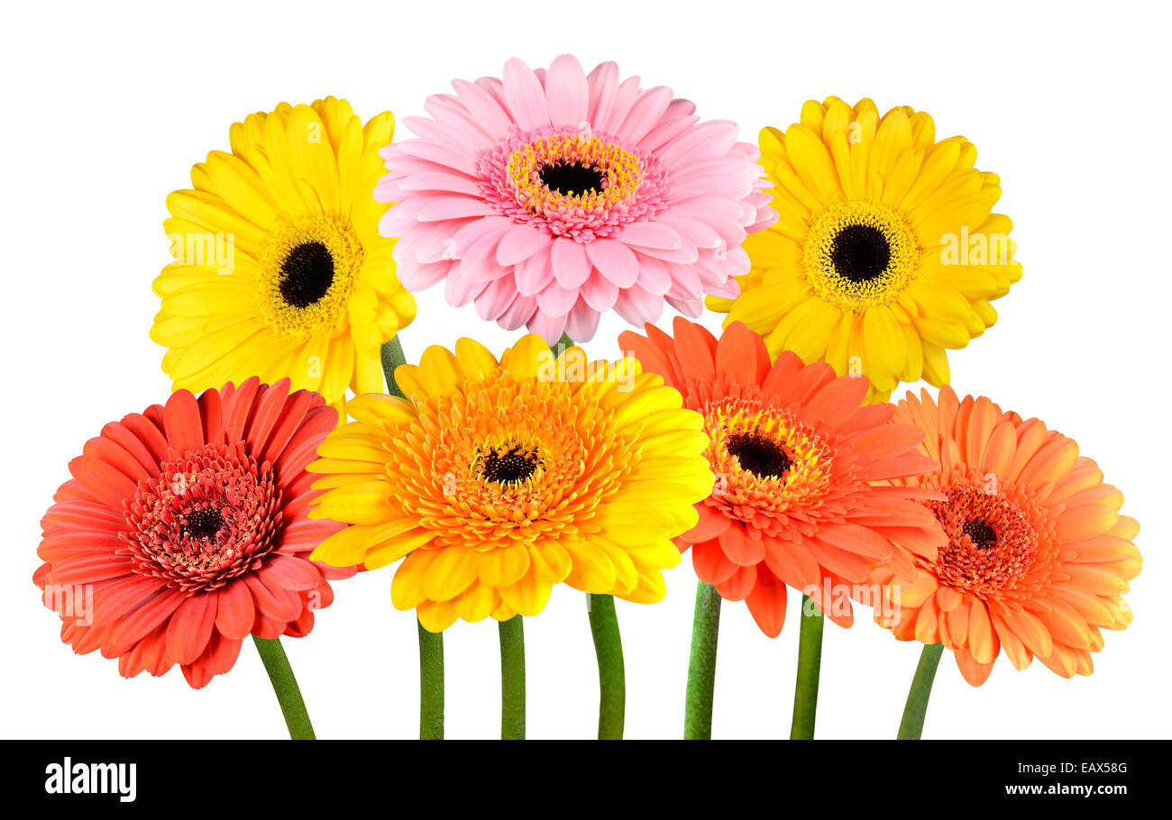 Bunch Of Colorful Gerbera Marigold Flowers With Green Sticks Isolated On White Background Stock Photo Alamy