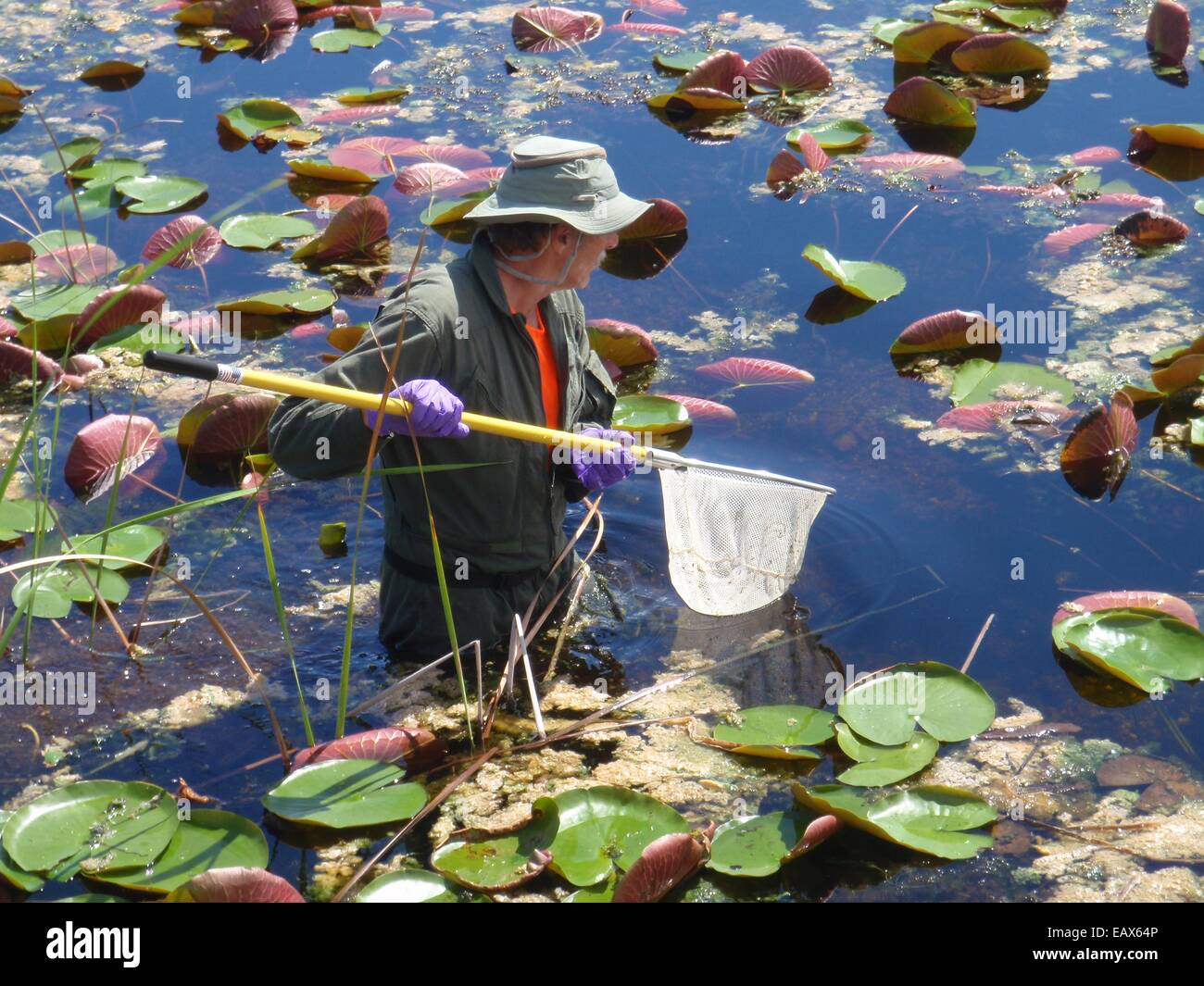 An EPA scientist collects a fish sample to be analyzed for mercury in the Everglades National Park during the Environmental Protection Agency Everglades Ecosystem Assessment September 10, 2014 in Florida. The Everglades Ecosystem Assessment Program is a long-term research, monitoring and assessment effort to provide scientific information needed for management decisions on the Everglades restoration. Stock Photo