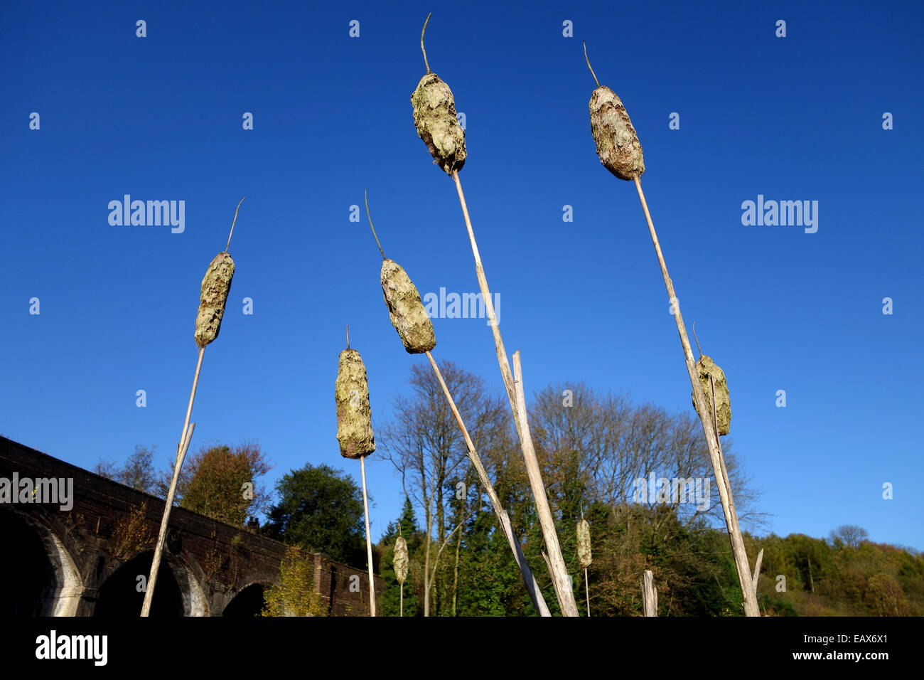 Bulrushes bulrush or reed mace Typha latifolia Uk Stock Photo