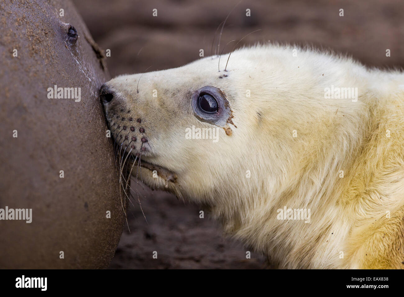 Grey Seal pup feeding Stock Photo