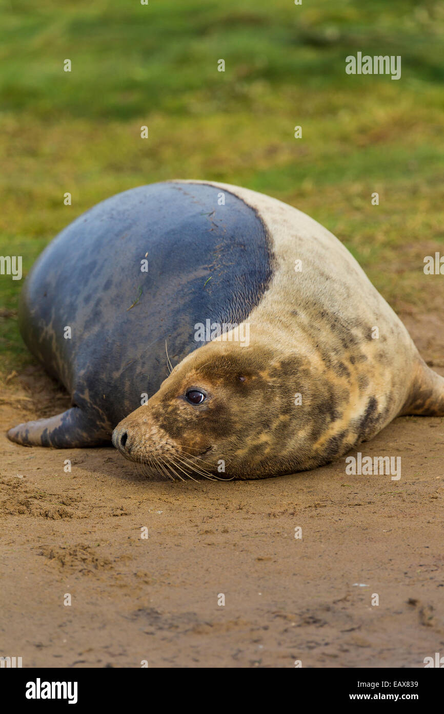 Grey Seal relaxing at Donna Nook Stock Photo