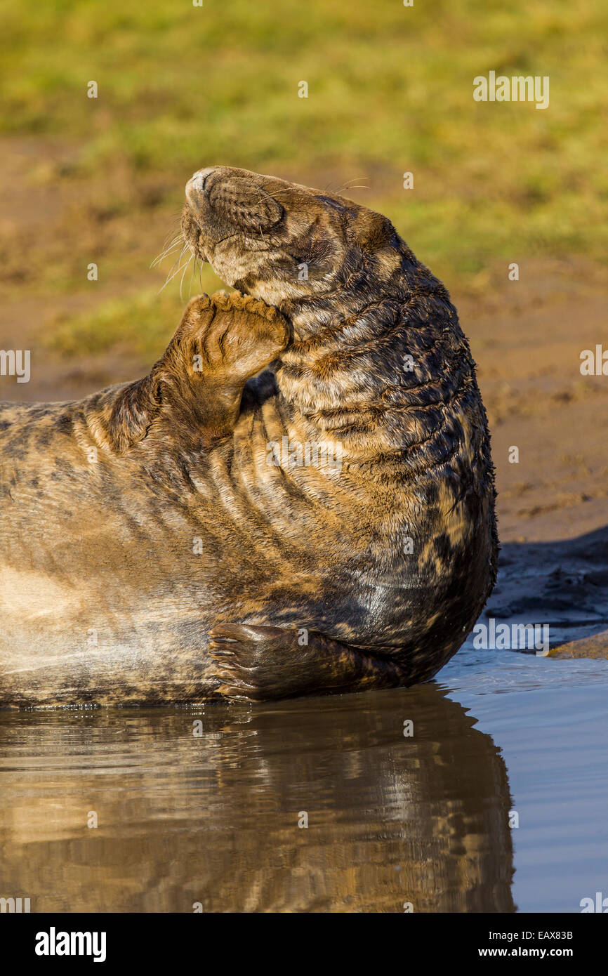 Grey Seal, Donna Nook Stock Photo