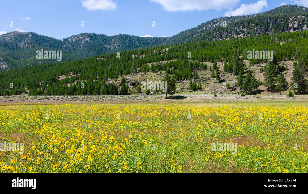 Wild flowers in bloom in summer flanked by pine woodland and mountain