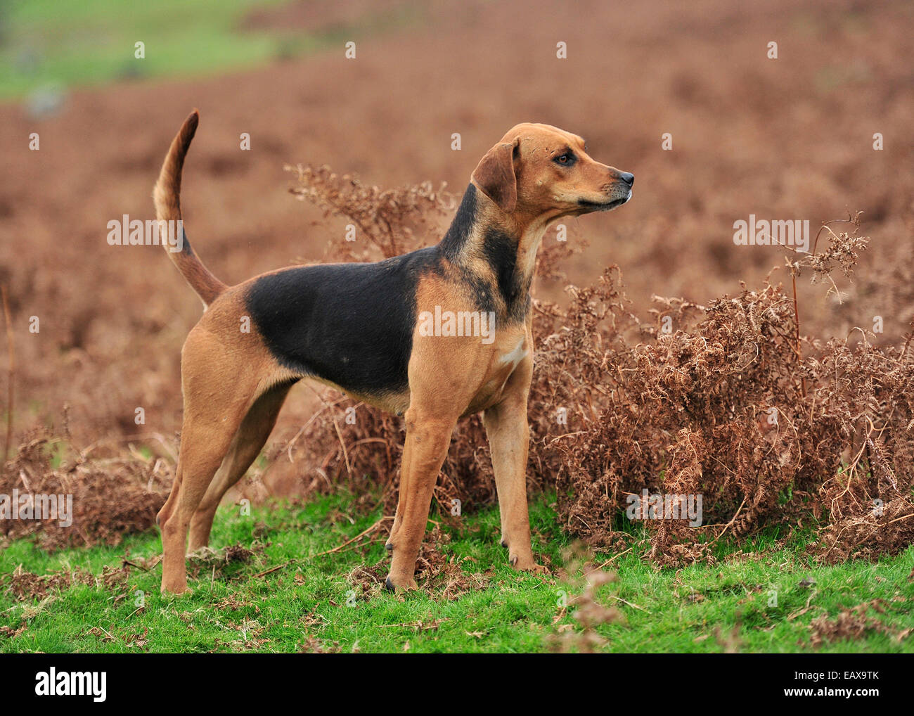 Foxhound Stock Photo Alamy
