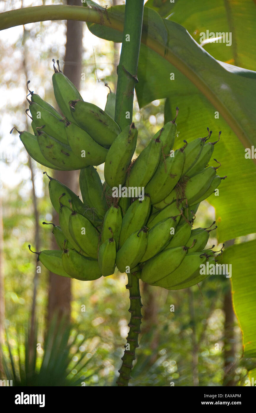 A cluster of bananas hand off a South Florida banana tree Stock Photo Alamy