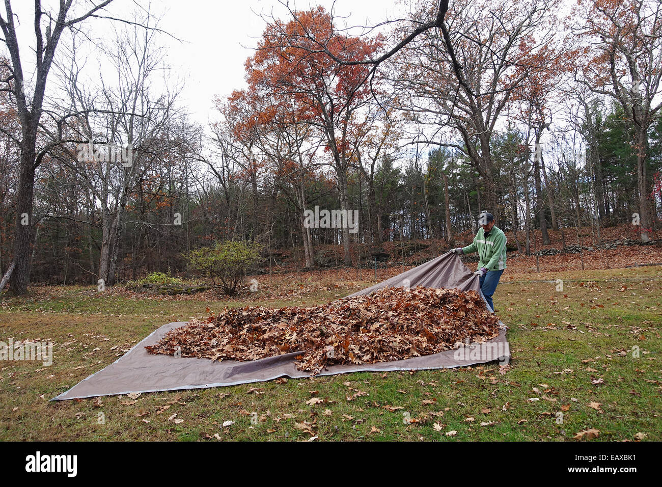man pulling tarp with leaves Stock Photo Alamy