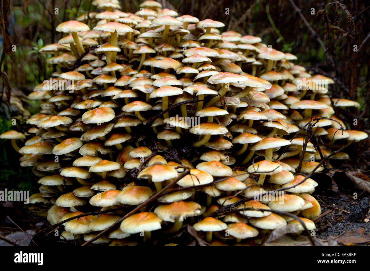 Mass of Fungi growing on old tree stump, Cardiff, Wales Stock Photo Alamy