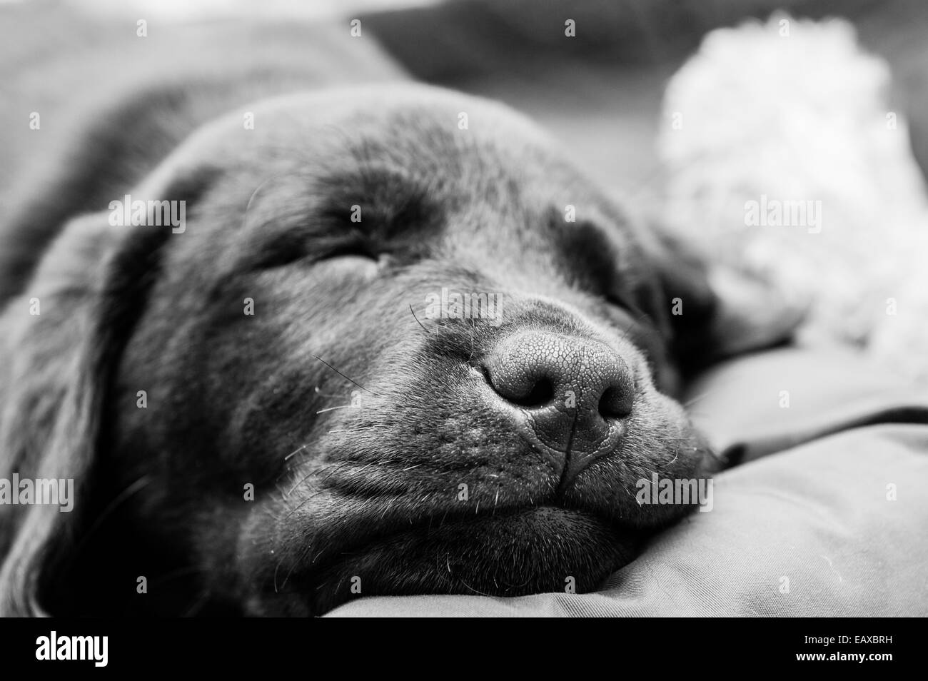 Chocolate Labrador retriever puppy sleeping in black and white Stock Photo