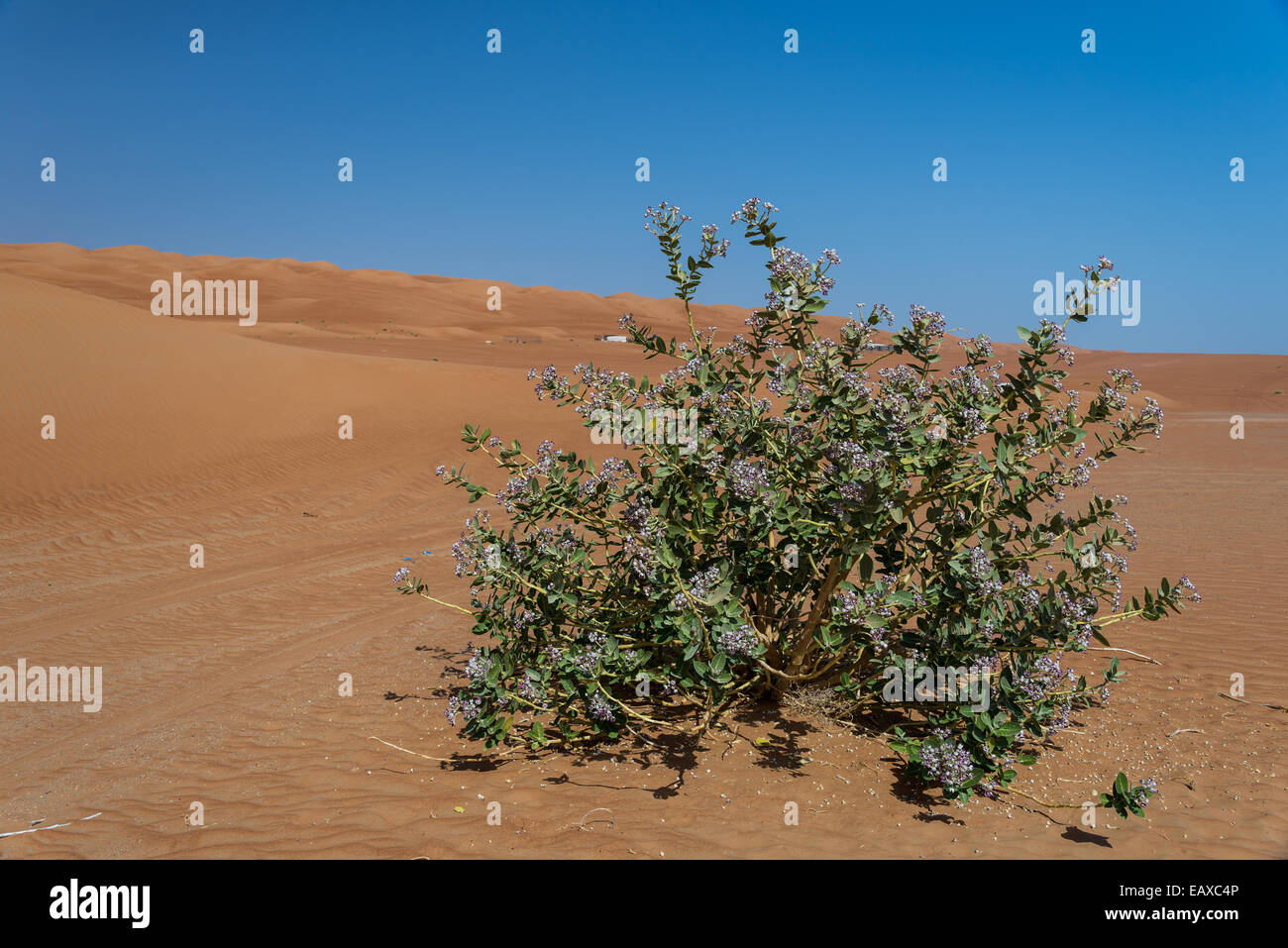 100％品質 of FLowers Saudi サウジアラビアの花 Arabia 趣味/スポーツ 