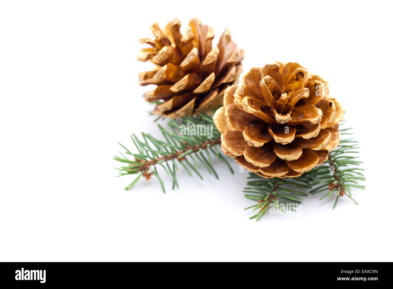 Pine cones with branch on a white background Stock Photo