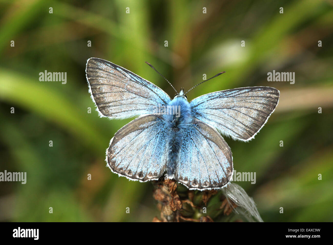 Blue Butterfly Stock Photo
