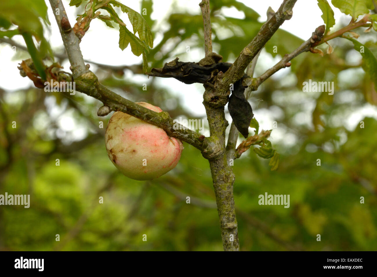 An Oak Apple Gall Stock Photo