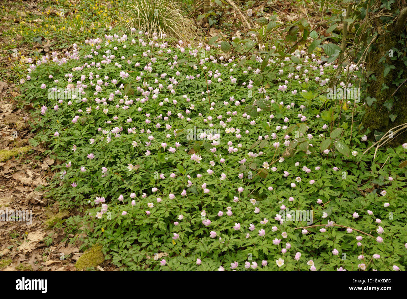 Wood Anemone, Anemone nemorosa, a pink-flowered patch Stock Photo