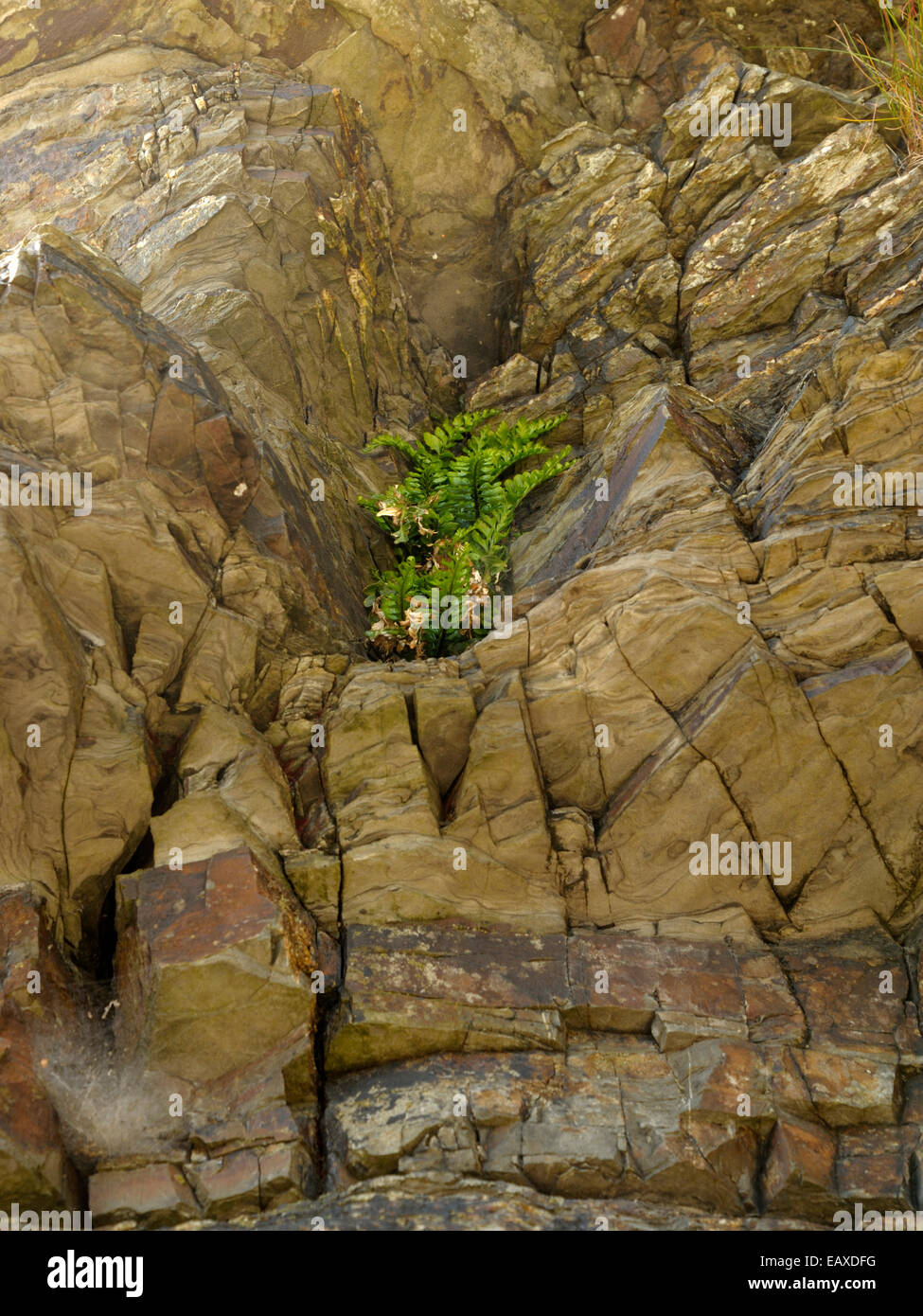 Sea Spleenwort, Asplenium marinum, growing high in rocks at Saundersfoot Stock Photo