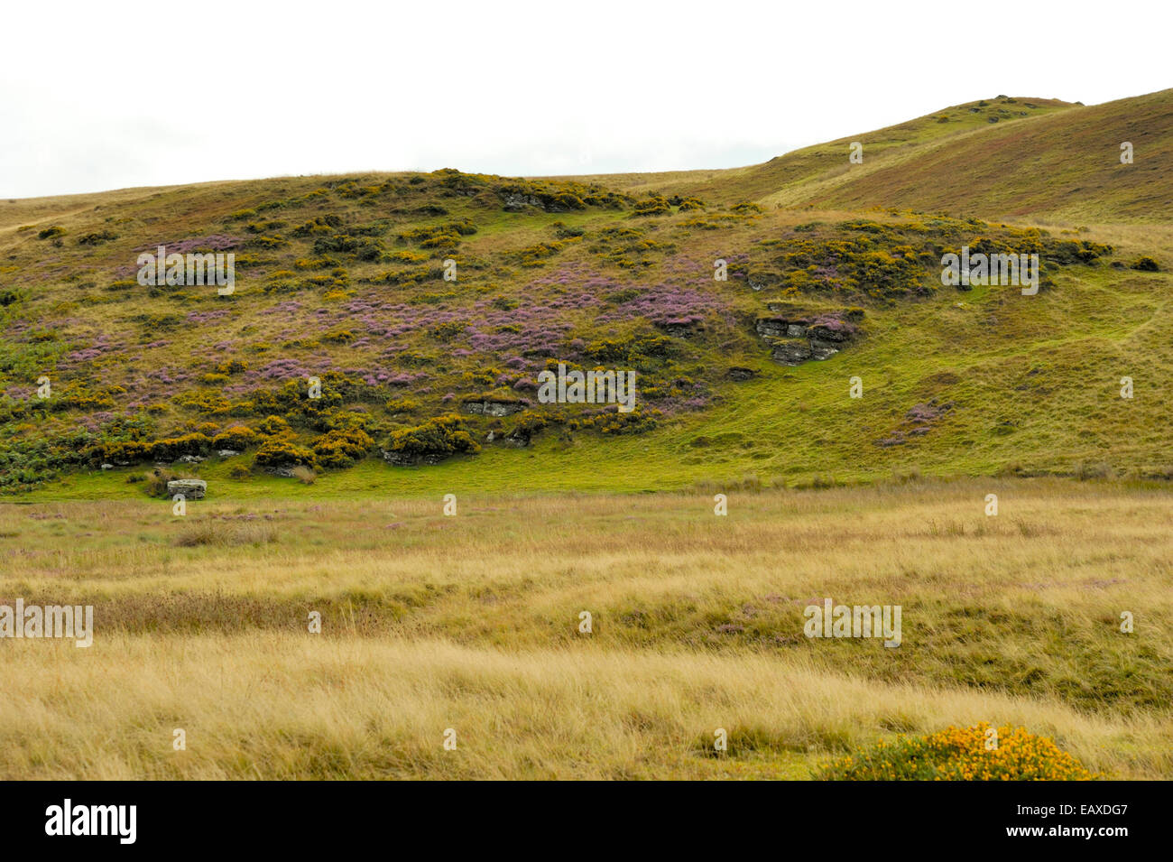 Banc y Celyn, Heather on the Hill Stock Photo