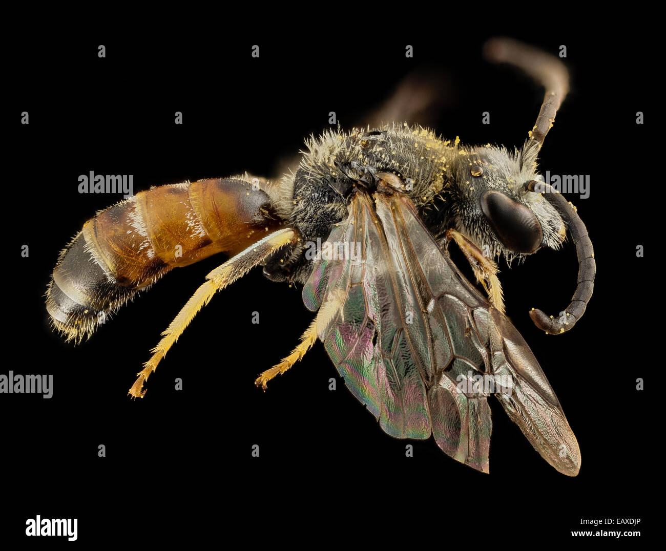 Lasioglossum albipes, m, france, sie 2014-11-02-00.52.45 ZS PMax Stock Photo