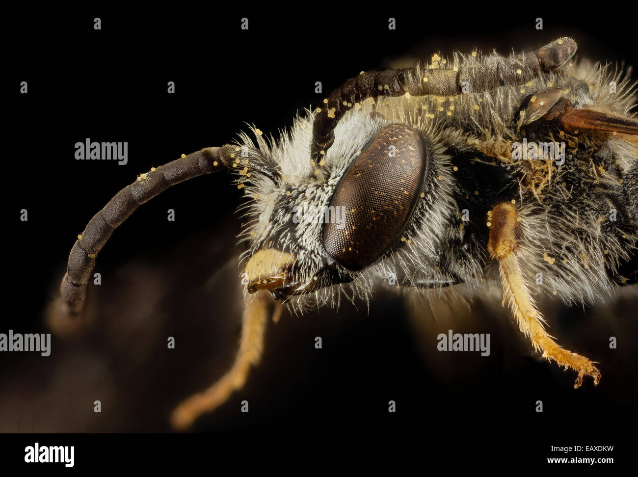 Lasioglossum albipes, m, france, face 2014-11-02-00.43.10 ZS PMax Stock Photo