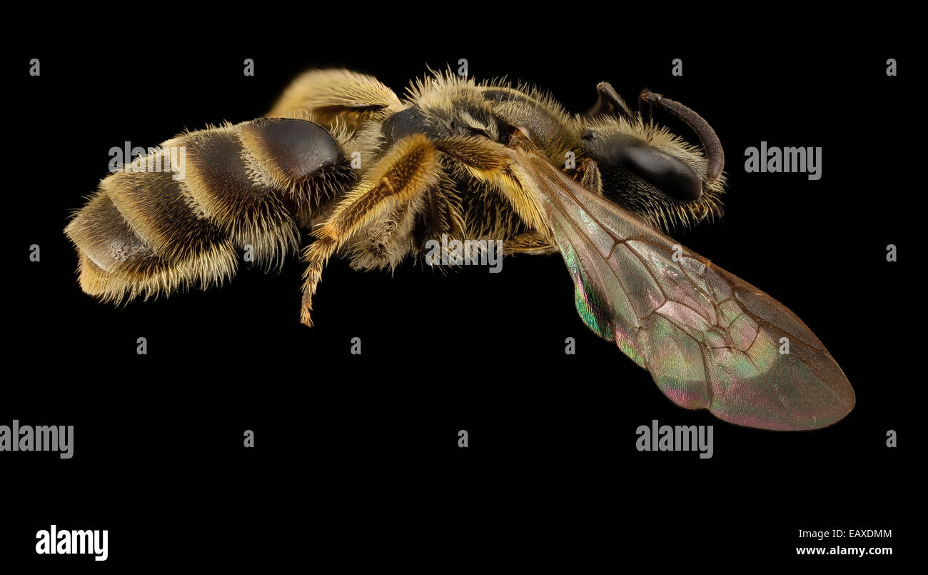 Lasioglossum albipes, f, france, side 2014-11-02-00.26.07 ZS PMax Stock Photo