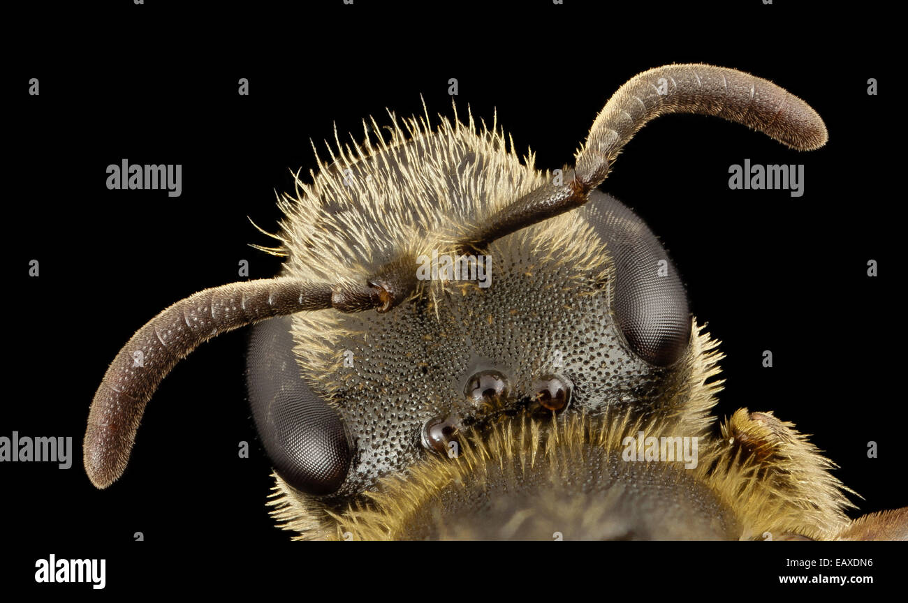 Lasioglossum albipes, f, france, face 2014-11-02-00.15.22 ZS PMax Stock Photo