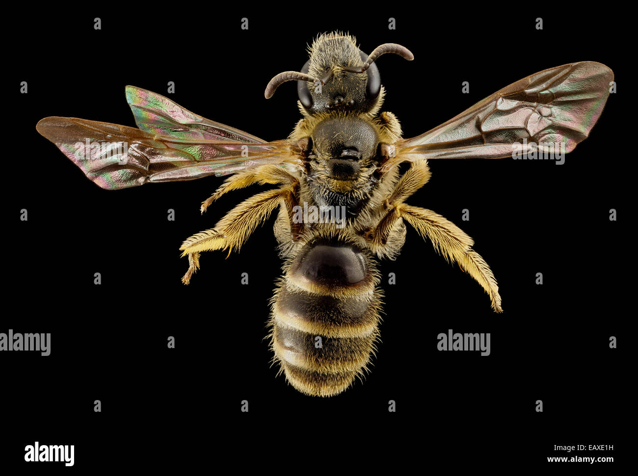 Lasioglossum albipes, f, france, back 2014-11-02-00.06.29 ZS PMax Stock Photo