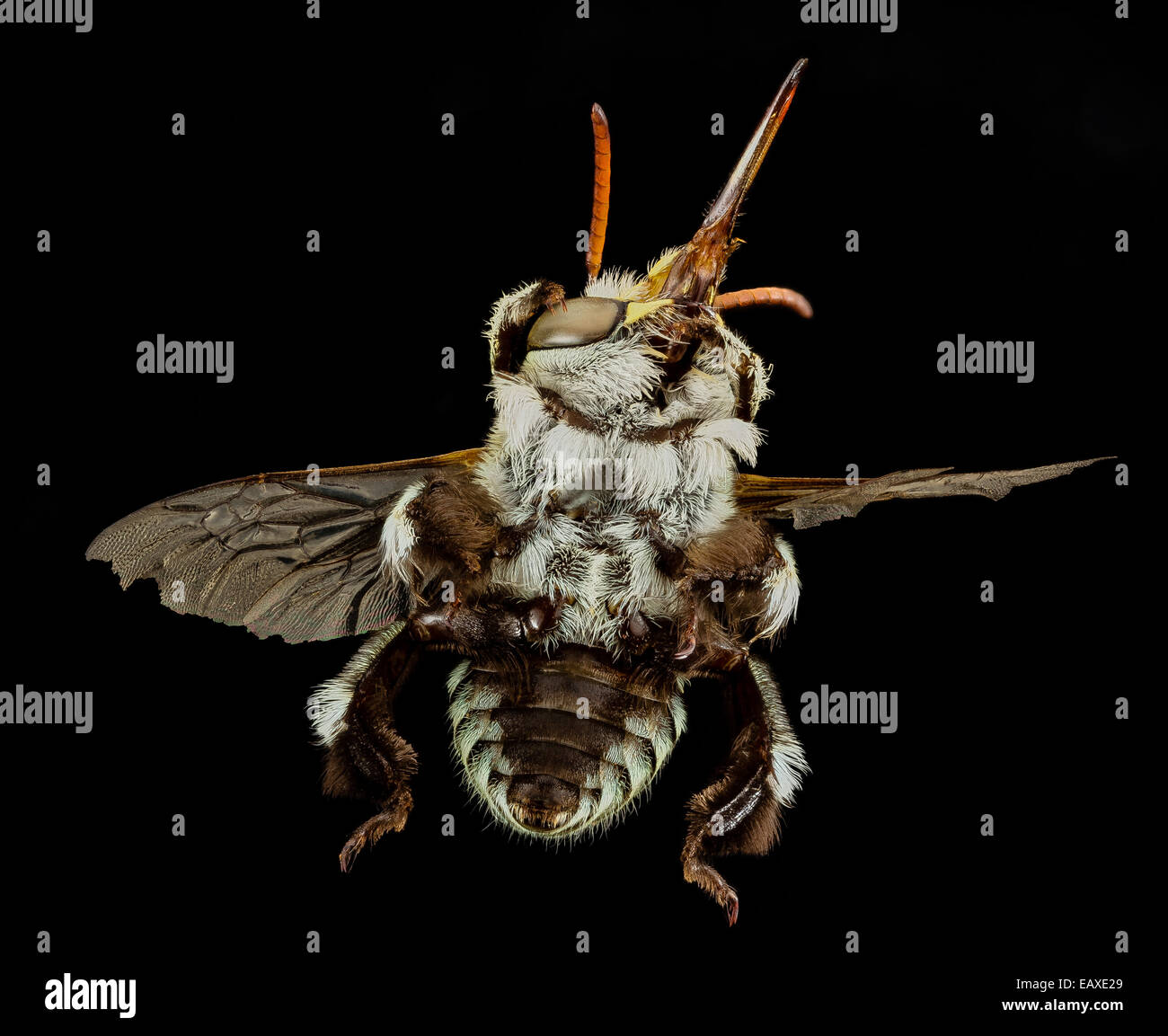 Amegilla hires stock photography and images Alamy