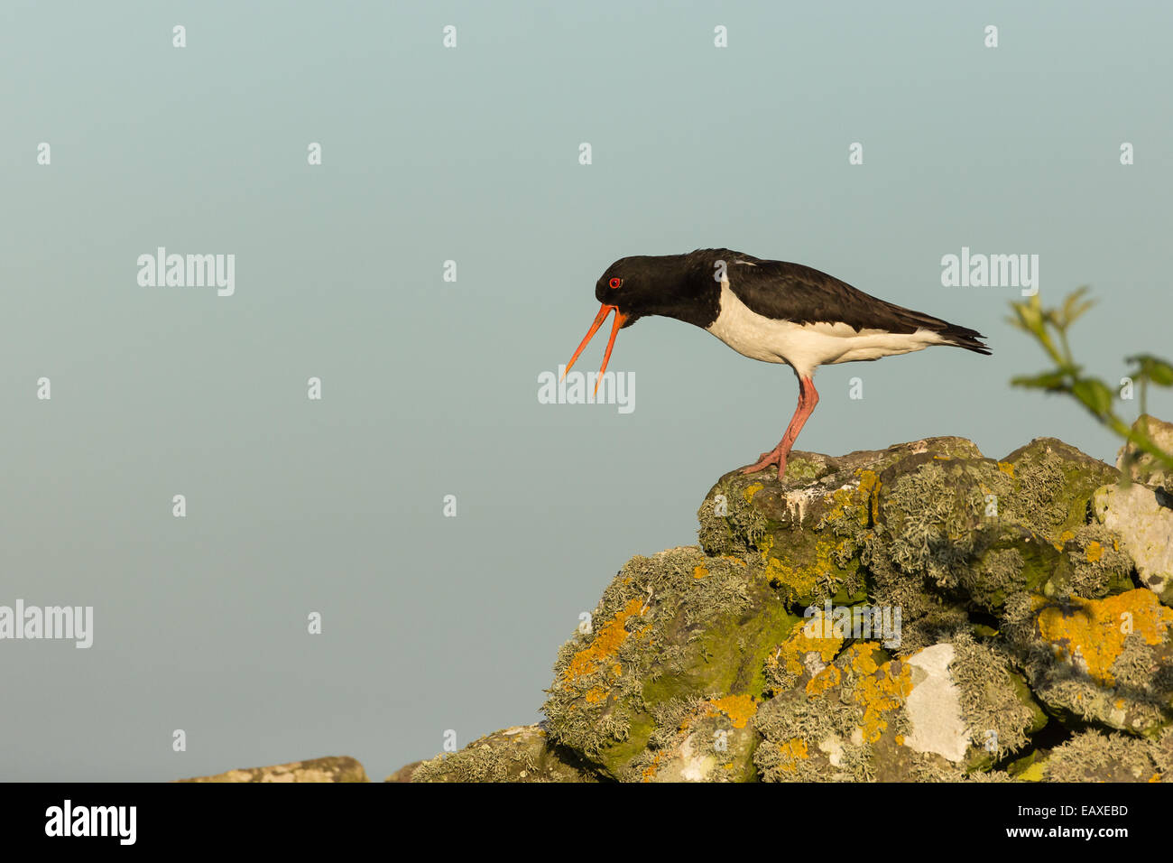 Oystercatcher on Skomer Island Stock Photo Alamy