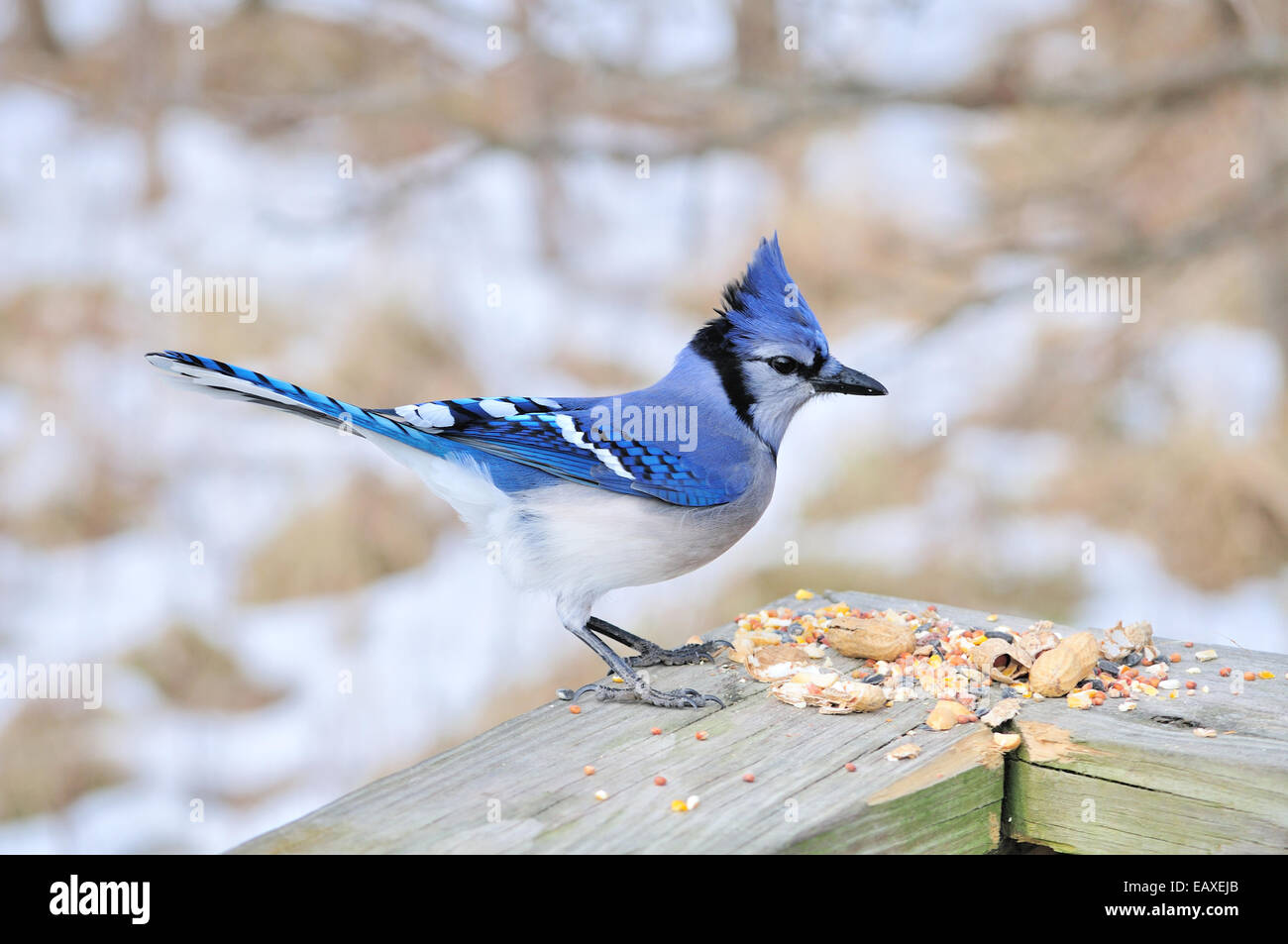 A blue jay perched on wooden rail. Stock Photo