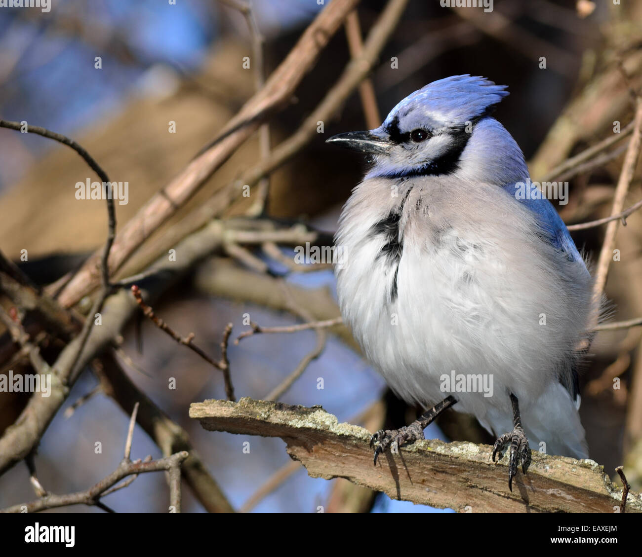 A blue jay perched on a tree branch. Stock Photo