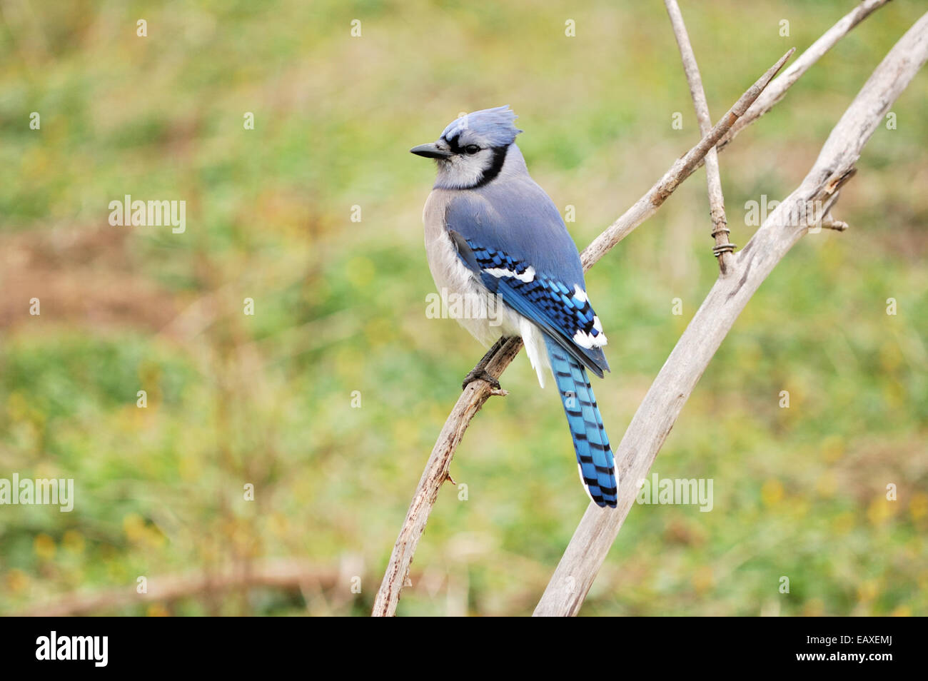 A blue jay perched on a tree branch. Stock Photo
