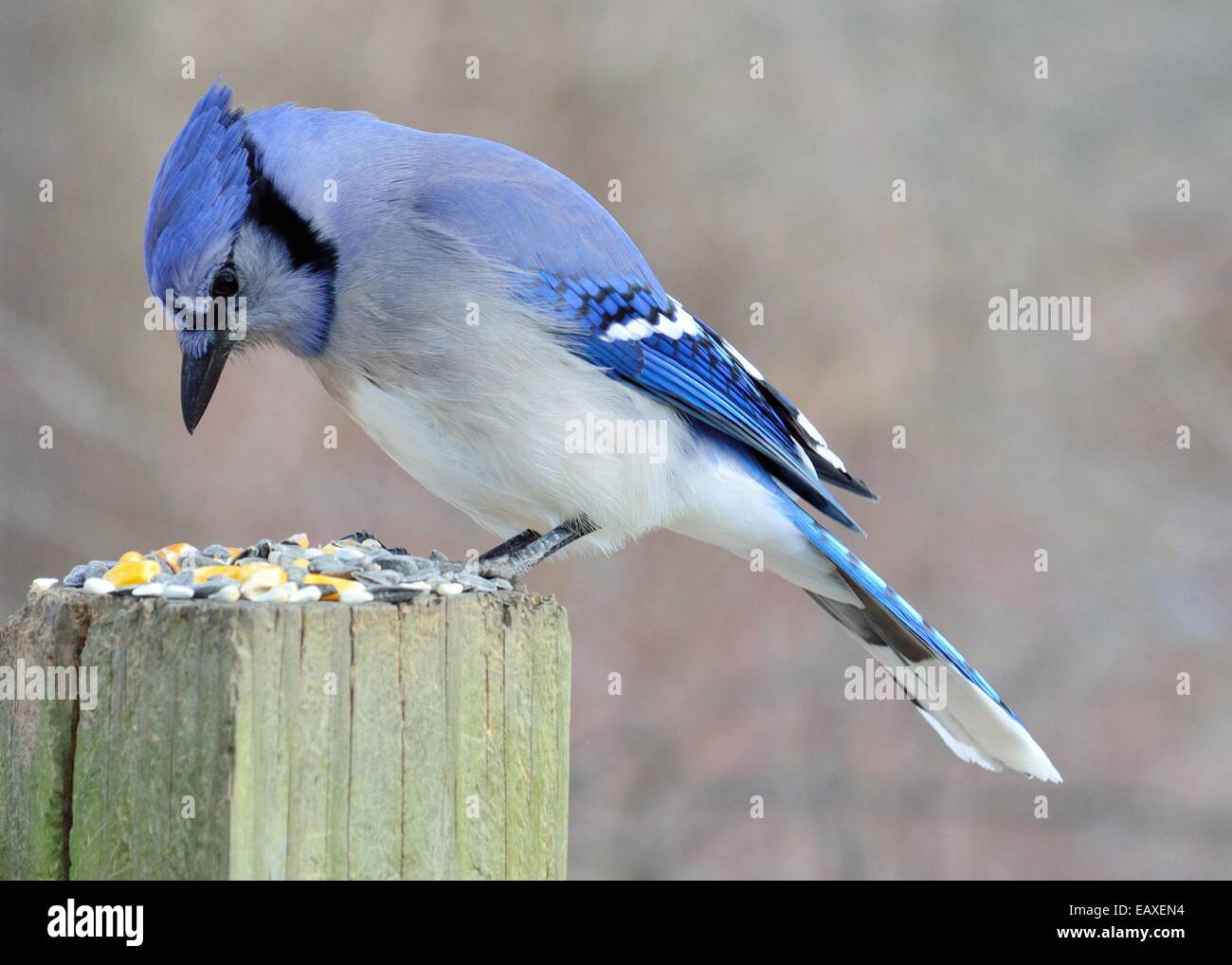 Blue Jay perched on a post eating peanuts. Stock Photo