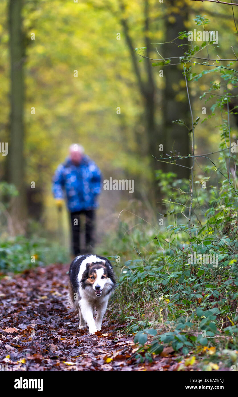 Elderly man walking his dogs along a footpath in a woodland setting